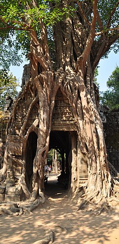 Der Urwald nimmt die Tempel von Angkor wieder in Besitz