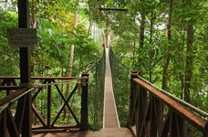 Baumwipfelpfad im Taman Negara Regenwald Malaysia