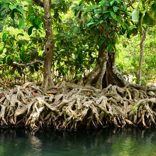 Mangroven Thailand