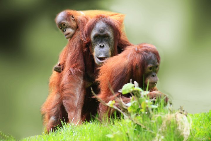 Orang Utans Semenggoh Nature Reserve Sarawak