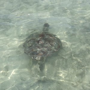 Schildkröten im flachen Wasser Gili Trawangan