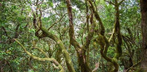 Nebelwald La Gomera