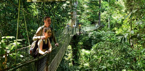 Mulu Nationalpark, Wege über Hängebrücken zu den Mulu Höhlen und Naturerlebnissen