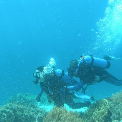 The Menjangan Bali - Scuba Diving