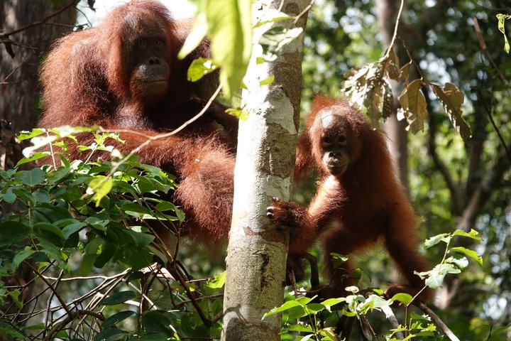 Orang Utans Borneo Hausboottour
