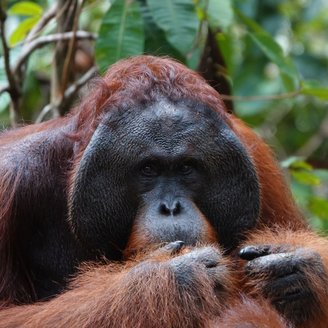 männlicher Orang Utan auf Borneo