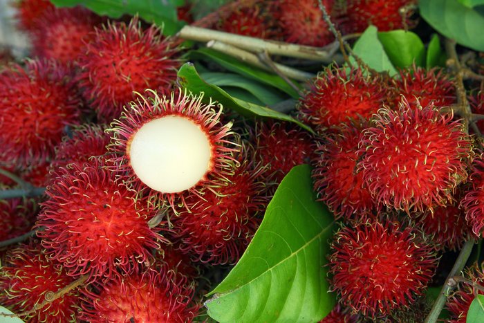 Rambutan - typische Frucht in Südostasien