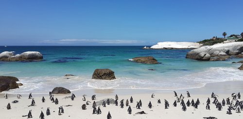 Pinguine am Strand