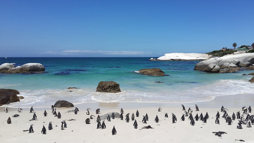 Pinguine am Strand