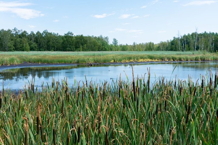 Naturschutzgebiet Soos bei Franzensbad Naturschutzgebiet Soos bei Franzensbad