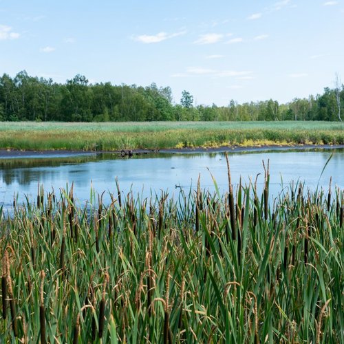 Naturschutzgebiet Soos bei Franzensbad