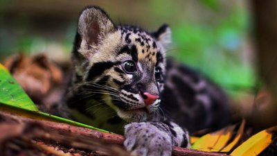 Nebelparder im Nationalpark Thailand Nebelparder im Nationalpark Thailand