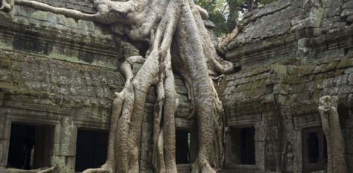 überwachsene Ruinen in Angkor Kambodscha Ta Phrom