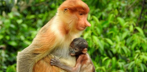 im Kutai Nationalpark begegnen Sie neben dem Orang Utan auch Nasenaffen