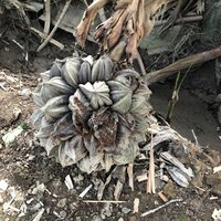 Früchte der Wasserpalme Mekongdelta Früchte der Wasserpalme Mekongdelta