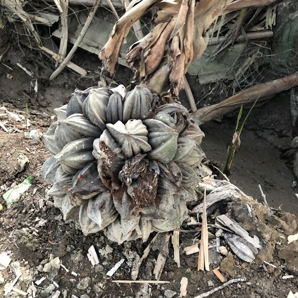 Früchte der Wasserpalme Mekongdelta Früchte der Wasserpalme Mekongdelta