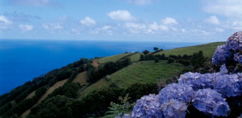 traumhafte Küstenlandschaft mit blühenden Hortensien Sao Miguel Azoren