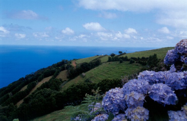 traumhafte Küstenlandschaft mit blühenden Hortensien Sao Miguel Azoren