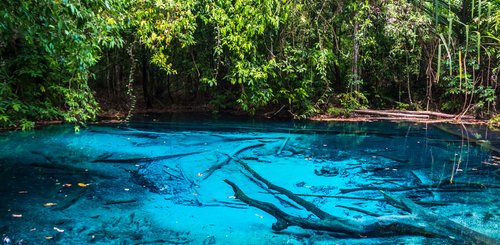 Krabi Mangrovenwälder 