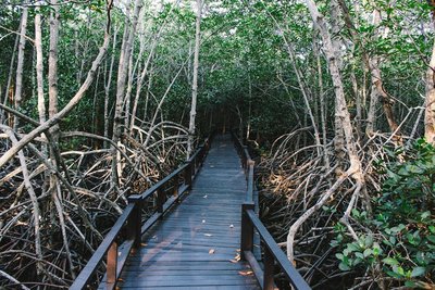 Mangroven Lehrpfad nahe Hua Hin