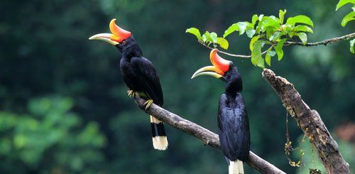 Nashornvögel Sumatra