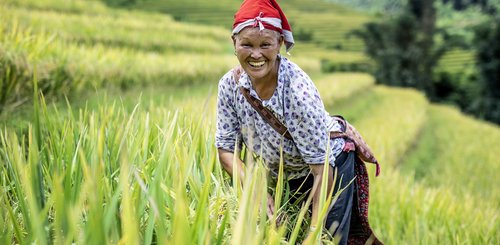   Titel Topas Ecolodge Sapa Wanderung
