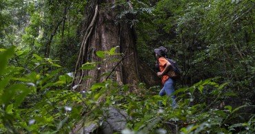 Ökoresort Namkat Yorla Pa Resort Wanderung zu den Urwaldriesen