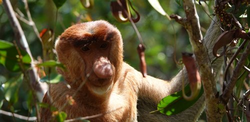 Nasenaffe bei der Hausboottour im Tanjung Puting Nationalpark Borneo