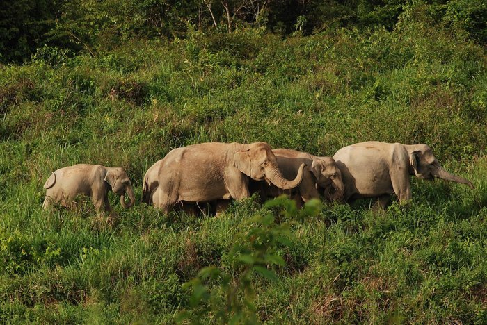 Elefanten im Kuiburi Nationalpark