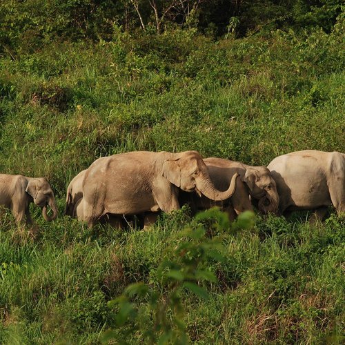Elefanten im Kuiburi Nationalpark