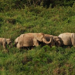 Elefanten im Kuiburi Nationalpark