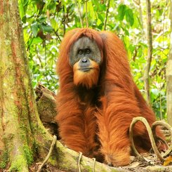 maennlicher Sumatra-Orang-Utang Gunung Leuser Nationalpark 