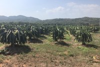 Drachenfruchtfeld Südvietnam