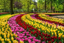 Keukenhof | Foto 68158262 © Jaysi | Dreamstime.com Keukenhof | Foto 68158262 © Jaysi | Dreamstime.com