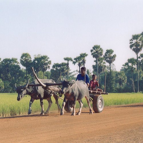 Fahrt mit dem Ochsenkarren am Land Kambodscha