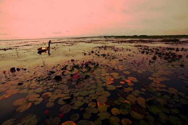 Nakhon Sawan Bung Boraphet Tier- und Pflanzenparadies im Frischwassersumpfgebiet Nakhon Sawan Bung Boraphet Tier- und Pflanzenparadies im Frischwassersumpfgebiet