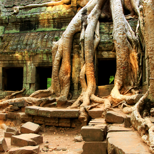 Tempel von Angkor von Urwaldriesenüberwachsene Ruinen in Kambodscha