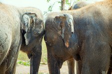 Elefanten in The Bush Camp Chiang Mai Nordthailand