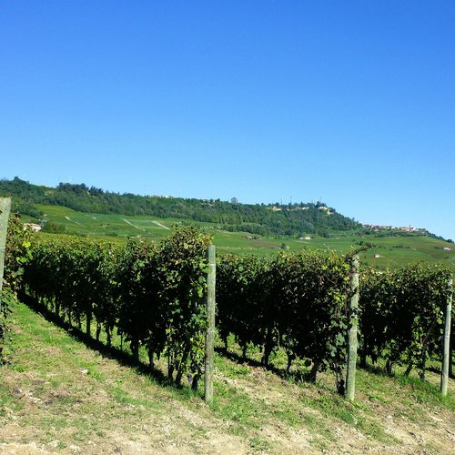 Weingarten Piemont