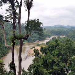 Regenwald Malaysia Taman Negara