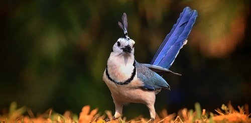 Blue Magpie Regenwald Sri Lanka