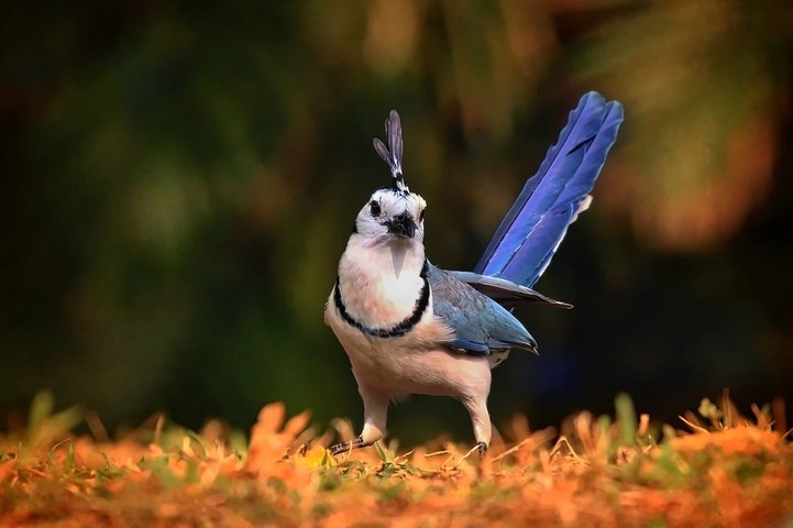 Blue Magpie Regenwald Sri Lanka