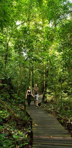 Dschungelwanderung auf Holzplankenweg im Mulu Nationalpark