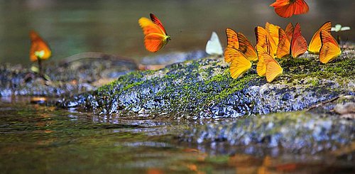 Flora und Fauna im Khao Sok Nationalpark Thailand