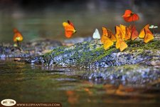 Flora und Fauna im Khao Sok Nationalpark Thailand