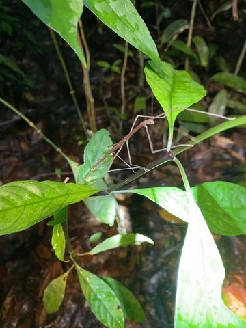 Stabinsekt gut getarnt im tropischen Regenwald