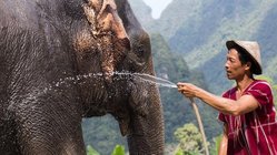 Hautnahe Begegnung mit den Elefanten- Elephant Hills Dschungel Safari Hautnahe Begegnung mit den Elefanten- Elephant Hills Dschungel Safari