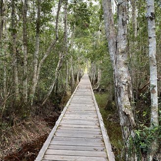 Weg zur Fütterungsplattform im Nationalpark auf Borneo