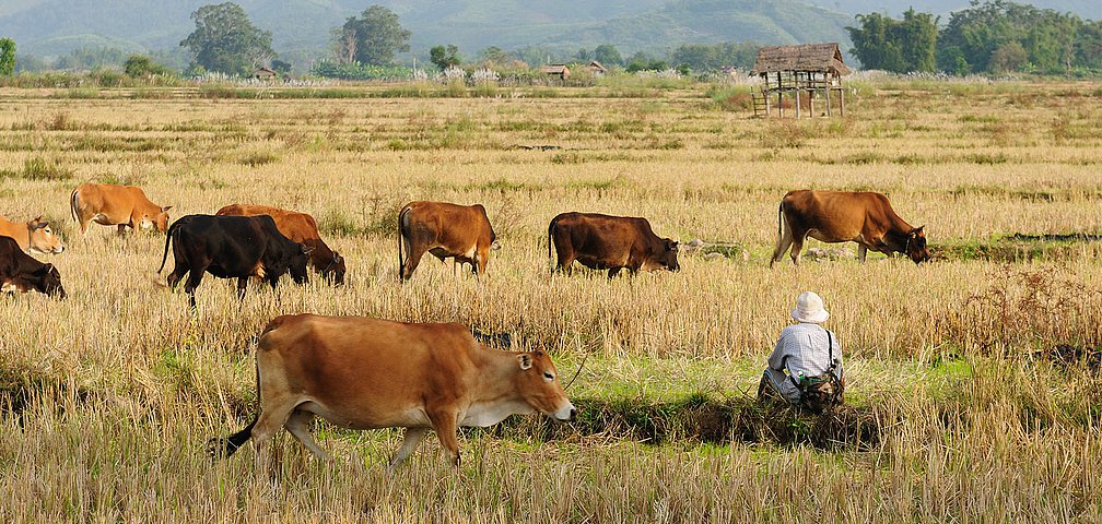 Laos Landwirschaft - Dorf in der Nähe von Muang Sing