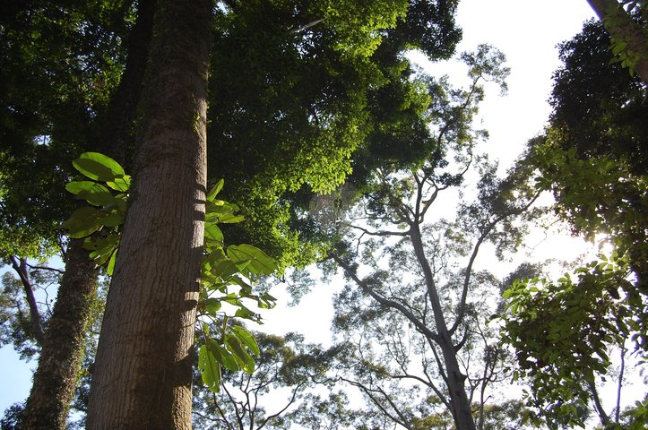 Borneo Dschungel Borneo Dschungel